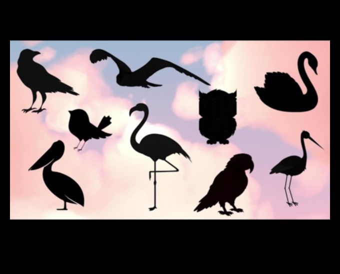 רקדני שמיים: האלגנטיות של תצוגות ציפורים בטיסה