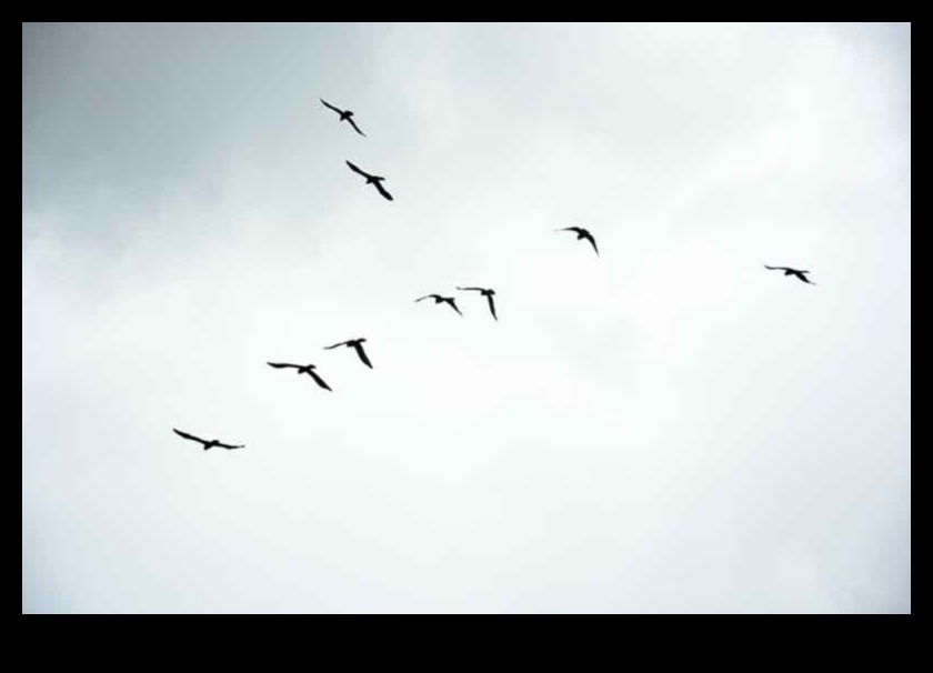 רקדני שמיים: האלגנטיות של תצוגות ציפורים בטיסה