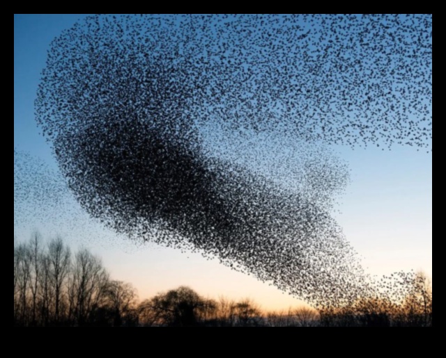 רקדני שמיים: האלגנטיות של תצוגות ציפורים בטיסה