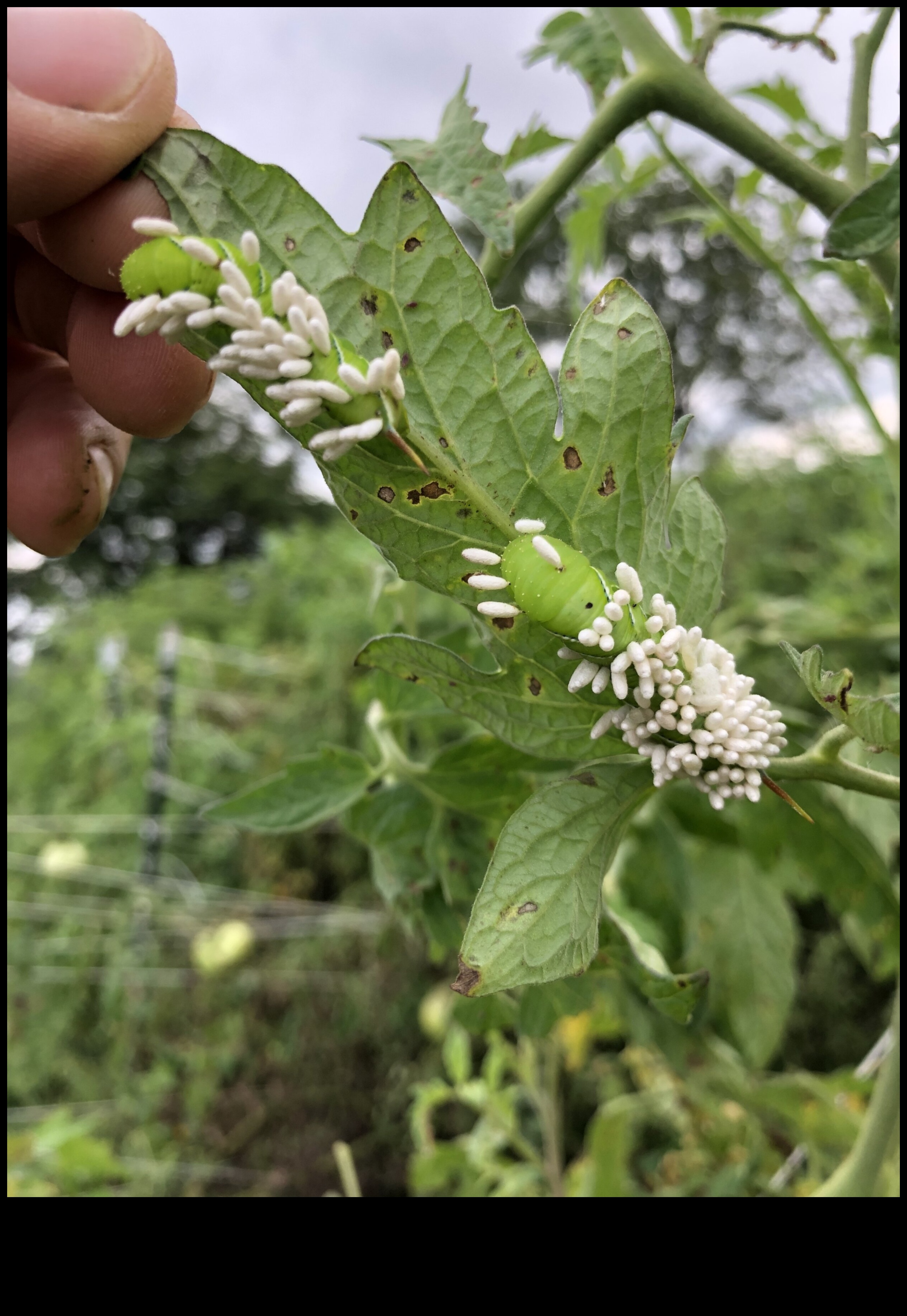 קרב פריחה איך לנצח נגד מזיקים בעייתיים בגינה 4 קרב פריחה: מנצחים נגד מזיקים בגינה