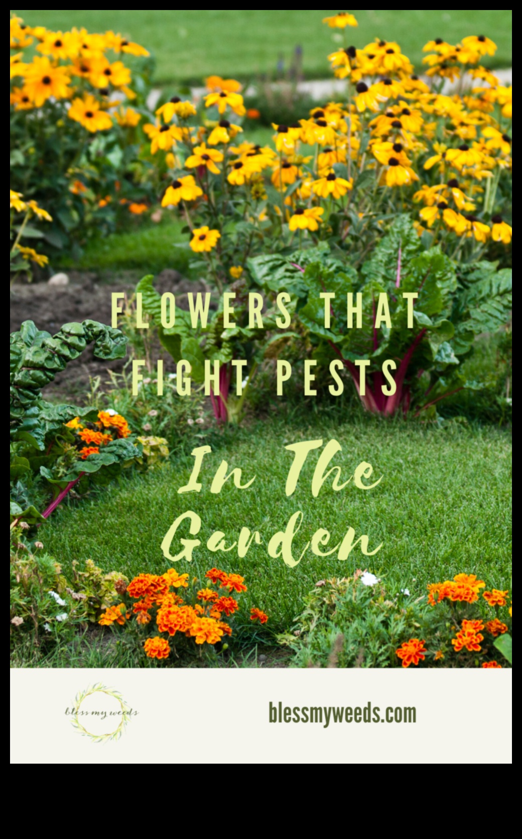 קרב פריחה איך לנצח נגד מזיקים בעייתיים בגינה 2 קרב פריחה: מנצחים נגד מזיקים בגינה