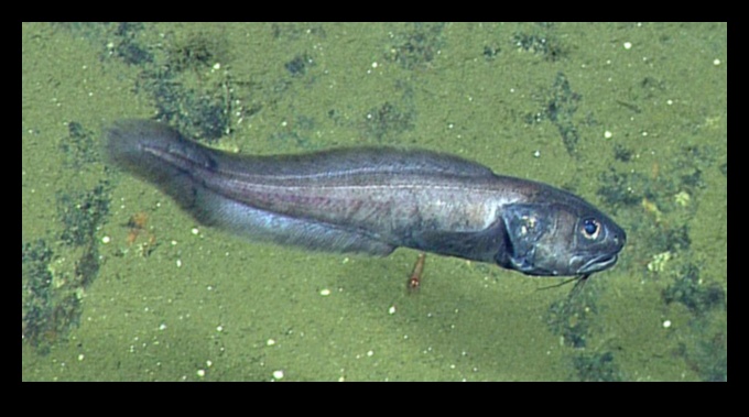 צוללנים במעמקי הים: מיני דגים משגשגים במעמקי אוקיינוס ​​קיצוניים