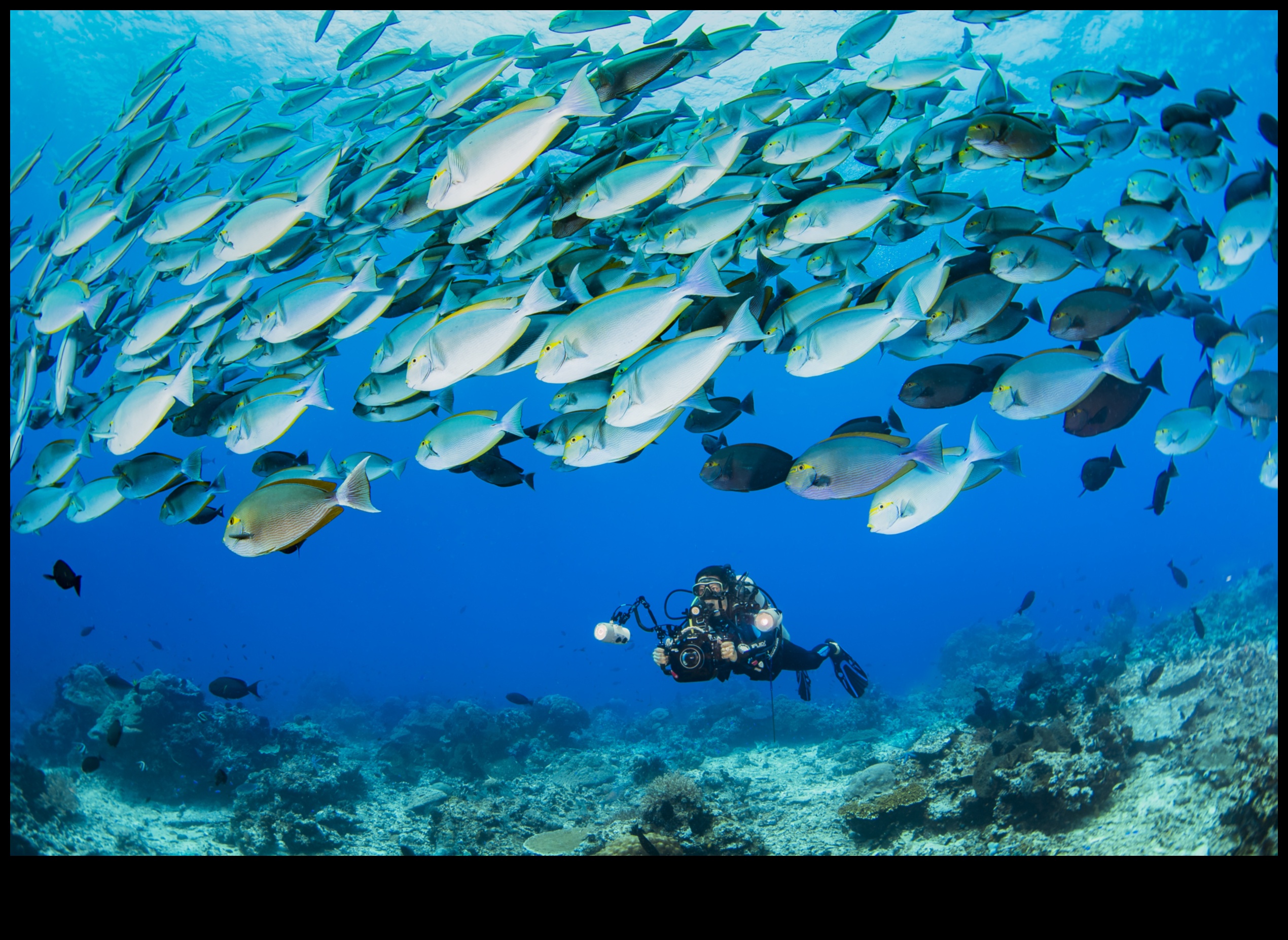 צוללנים במעמקי הים: מיני דגים משגשגים במעמקי אוקיינוס ​​קיצוניים