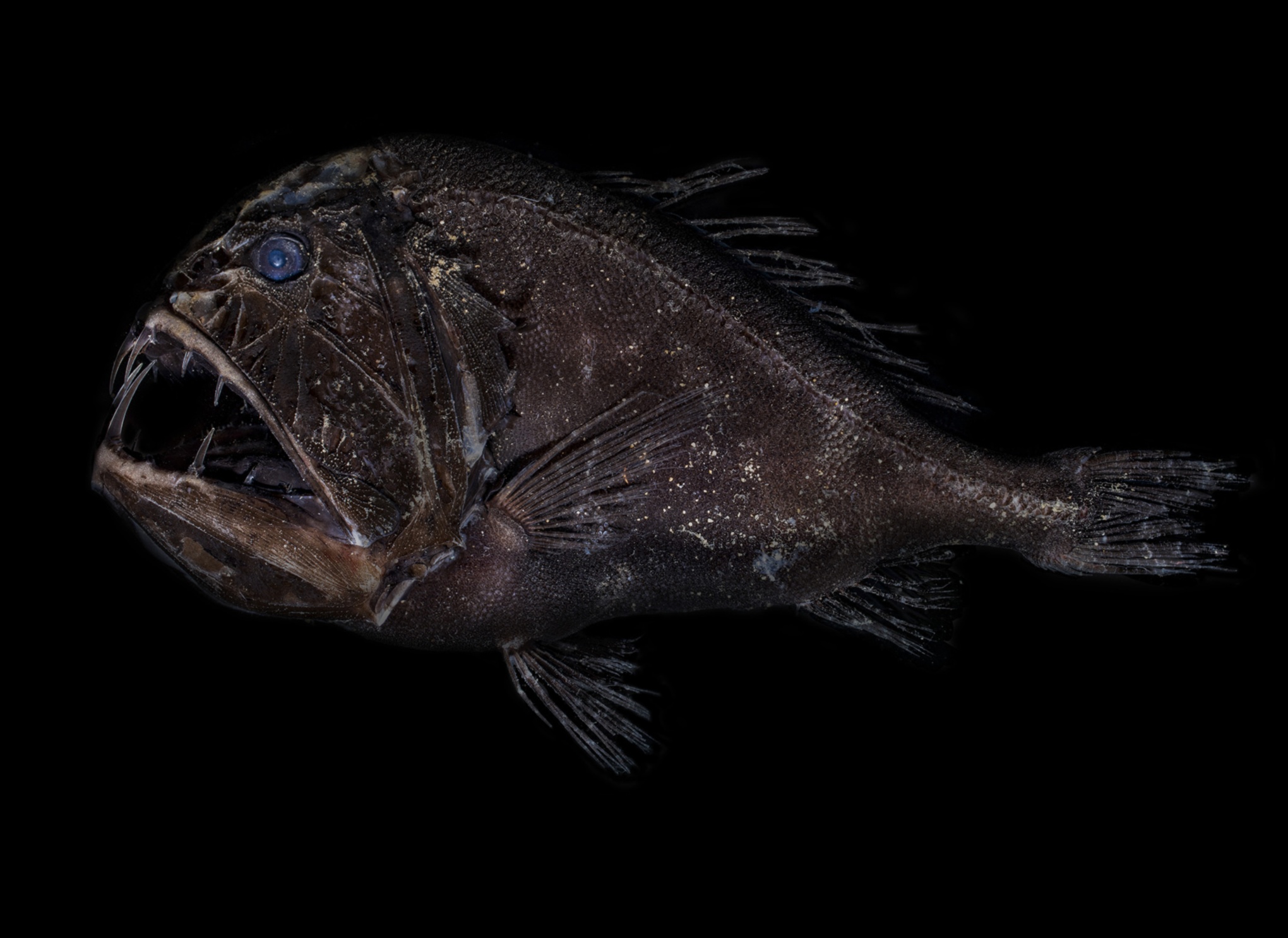 צוללנים במעמקי הים: מיני דגים משגשגים במעמקי אוקיינוס ​​קיצוניים