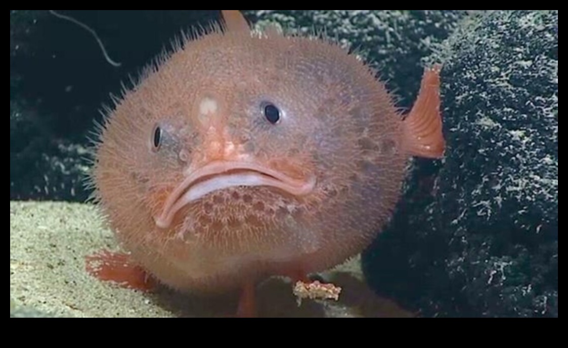 מוזרויות אוקיאניות המשך: דגי ים עמוקים עם התאמות מוזרות