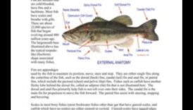 אנטומיית דגים 101: מבט מעמיק על המבנה של גופי דגים