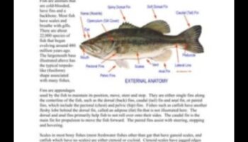 אנטומיית דגים 101: מבט מעמיק על המבנה של גופי דגים