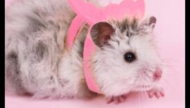 המשך דגשים של אוגר: ​​עיטר את המכרסם הקטן שלך בציוד זוהר