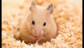 הזן של טיפול באוגרים: טיפוח סביבה רגועה ושמחה