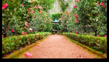הרמוניית גן: איזון בין יופי ויעילות בטיפול