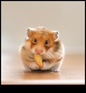 יום הספא של האוגר: ​​טיפוח ופינוק עבור חיית המחמד שלך