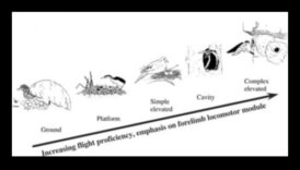 מעונות העופות: הבנת סוגים שונים של קיני ציפורים