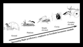 מעונות העופות: הבנת סוגים שונים של קיני ציפורים