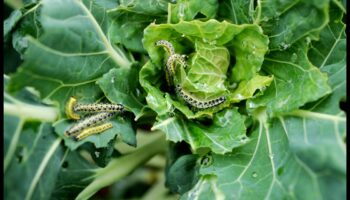 מלחמת מזיקים: הגן על פאר הגינה שלך