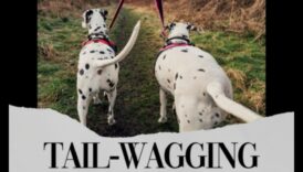 מנגינות שכשוך בזנב: יצירת רשימת השמעה עבור הכלב שלך