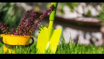 נופים שופעים מחכים: ציוד גן חיוני נחשף