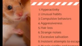 פתרונות התנהגות אוגרים: פתרון בעיות נפוצות