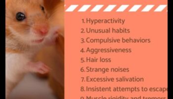 פתרונות התנהגות אוגרים: פתרון בעיות נפוצות