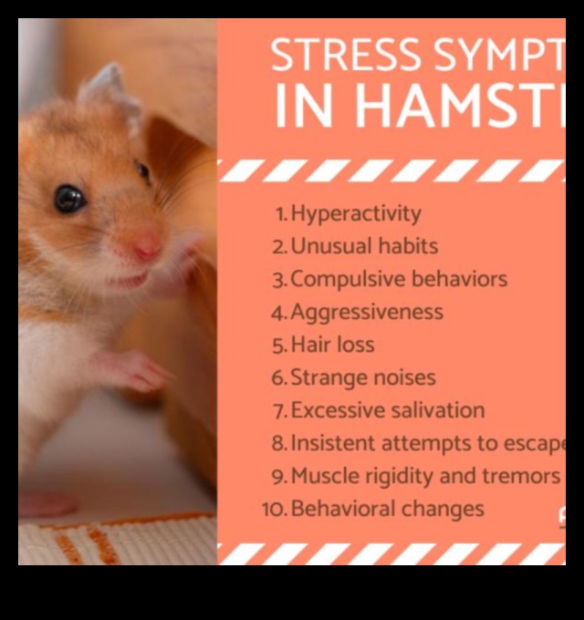 פתרונות התנהגות אוגרים: פתרון בעיות נפוצות