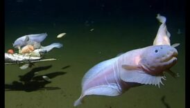 צוללנים במעמקי הים: מיני דגים משגשגים במעמקי אוקיינוס ​​קיצוניים