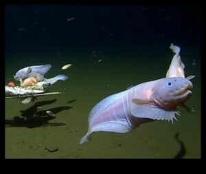 צוללנים במעמקי הים: מיני דגים משגשגים במעמקי אוקיינוס ​​קיצוניים