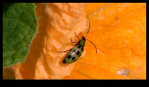 קרב פריחה: מנצחים נגד מזיקים בגינה