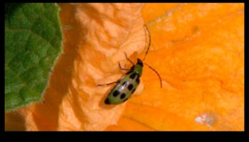 קרב פריחה: מנצחים נגד מזיקים בגינה