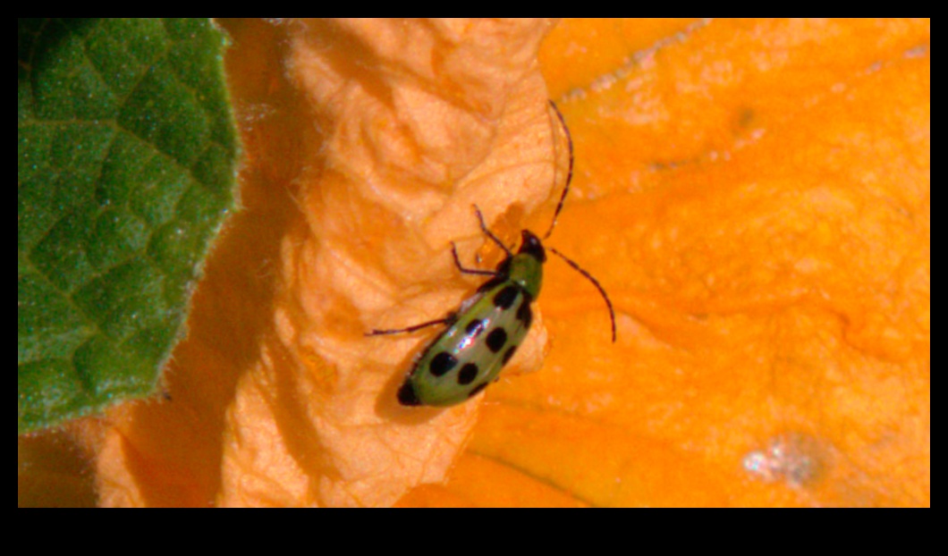 קרב פריחה איך לנצח נגד מזיקים בעייתיים בגינה 1 קרב פריחה: מנצחים נגד מזיקים בגינה