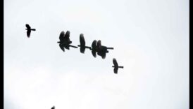 רקדני שמיים: האלגנטיות של תצוגות ציפורים בטיסה