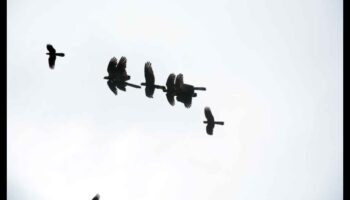 רקדני שמיים: האלגנטיות של תצוגות ציפורים בטיסה