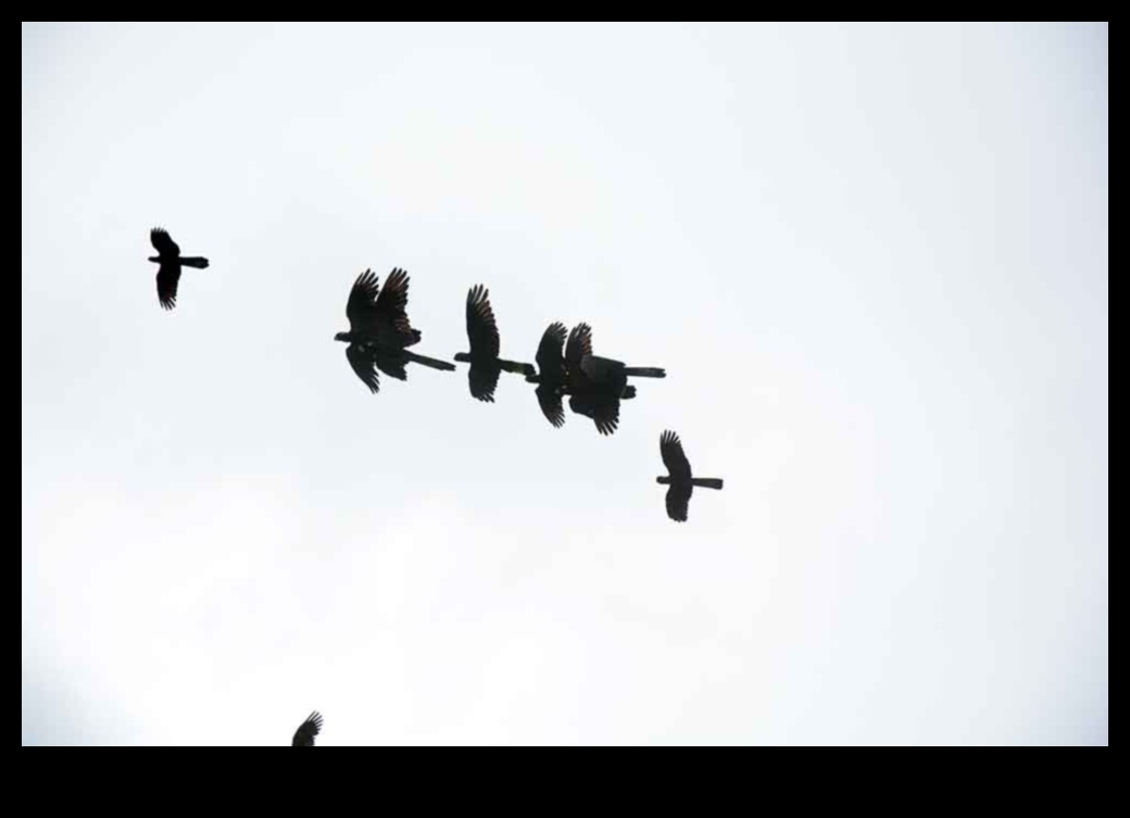 רקדני שמיים: האלגנטיות של תצוגות ציפורים בטיסה