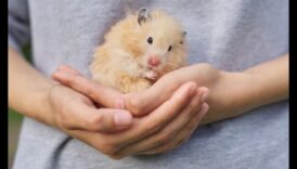 תובנות התנהגות אוגרים: רמזים וביטויים קריאה