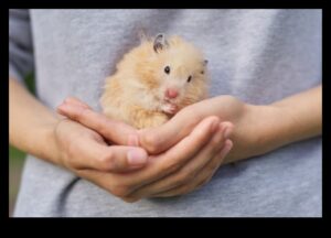 תובנות התנהגות אוגרים: רמזים וביטויים קריאה